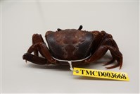 藏品(毛足圓盤蟹)的圖片